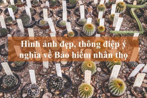Hinh-anh-dep-thong-diep-y-nghia-bao-hiem-nhan-tho-1-1024x681